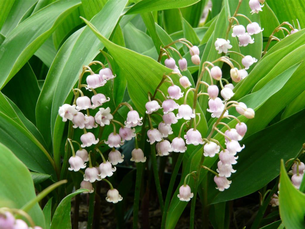Convallaria majalis 'Rosea'